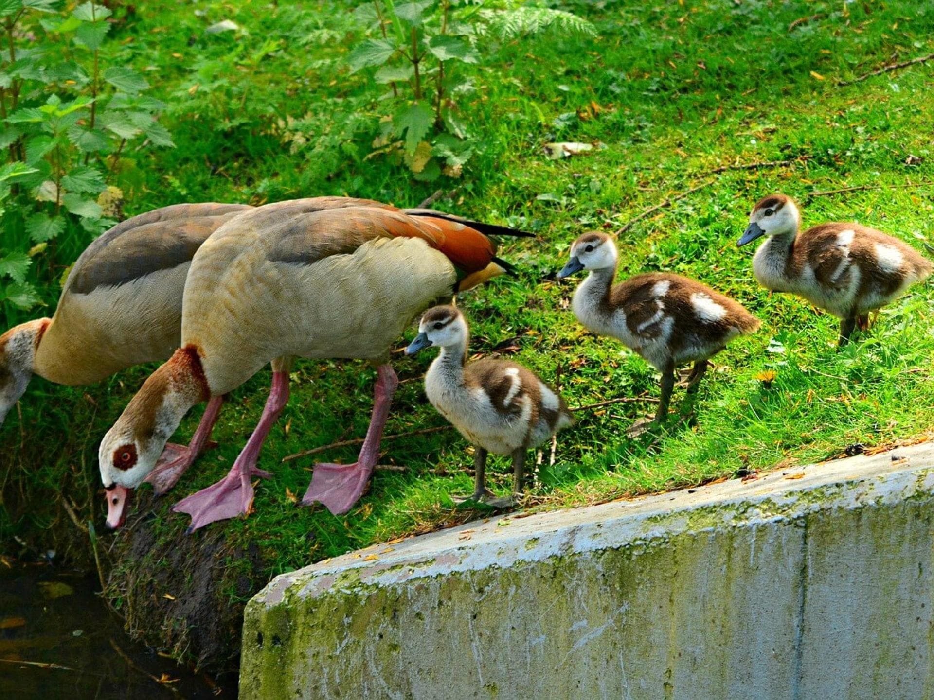 Gratis Grußkarten: süße Tierkinder-Motive versenden